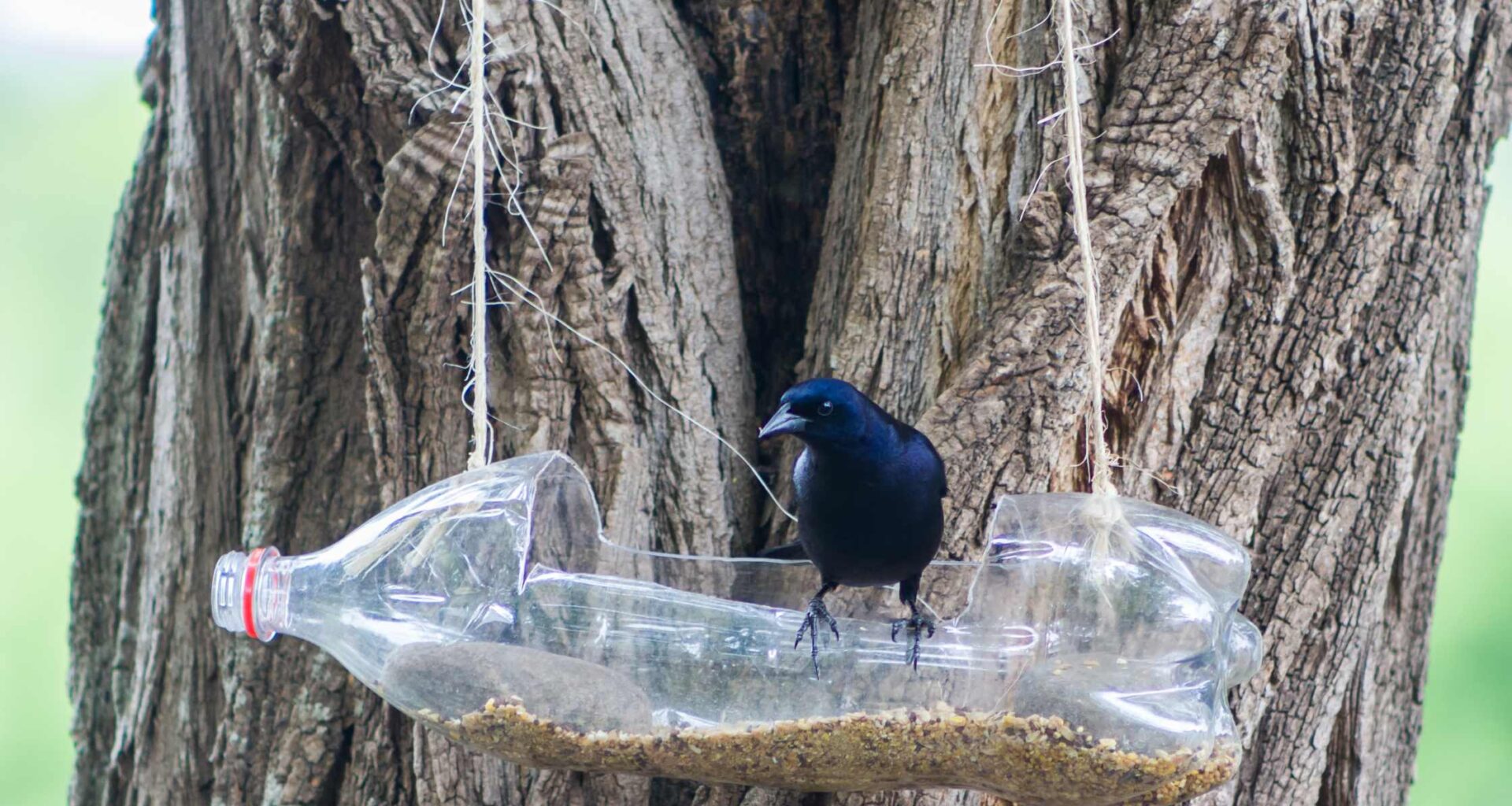 Can Birds Drink Bottled Water