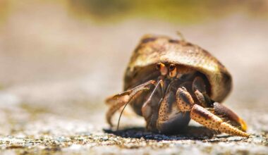 Can Hermit Crabs Drink Bottled Water?
